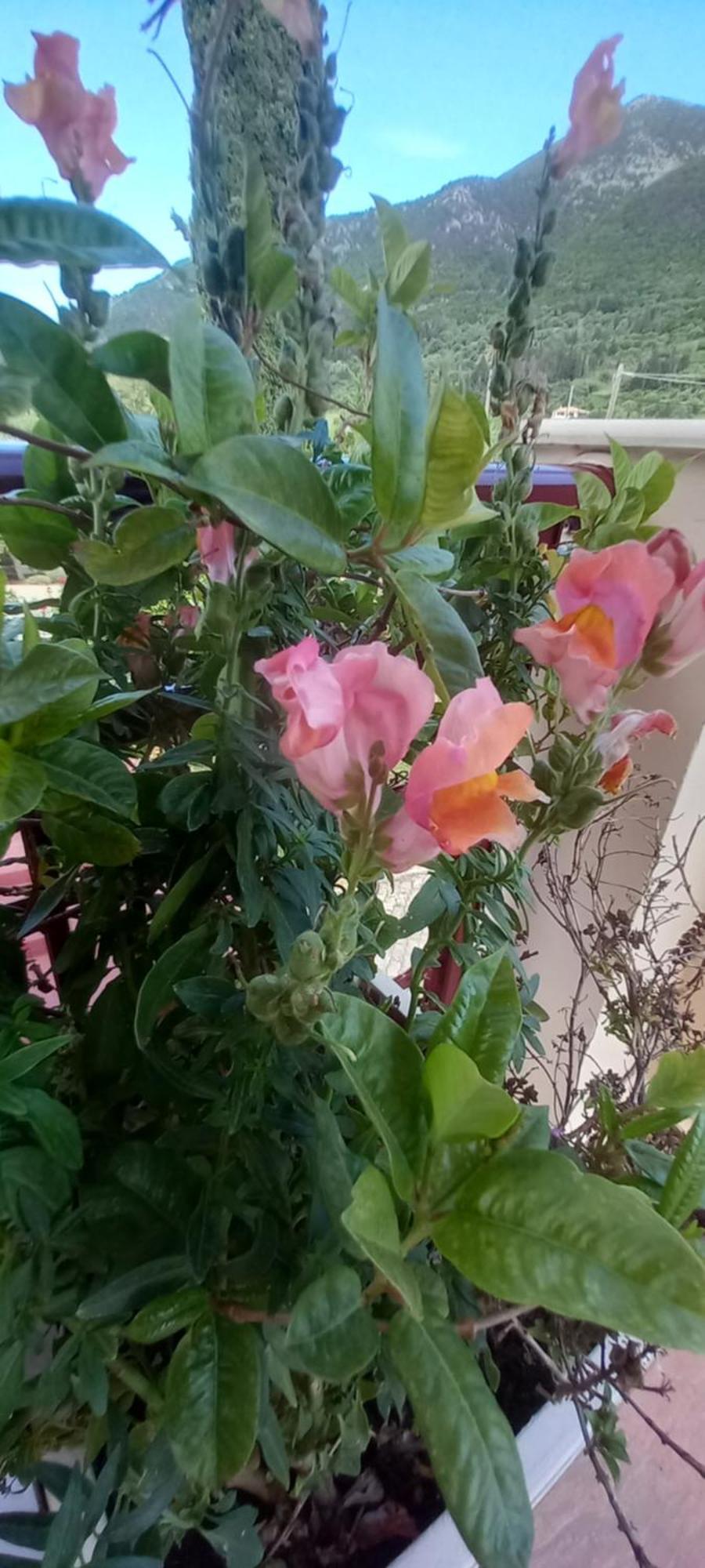 Nightflower Rooms Sami المظهر الخارجي الصورة
